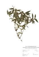藏品(阿里山忍冬)的圖片